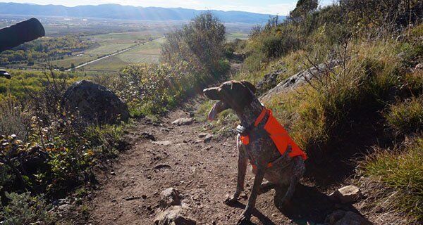 Ruffwear Quinzee Review Mountain Weekly News