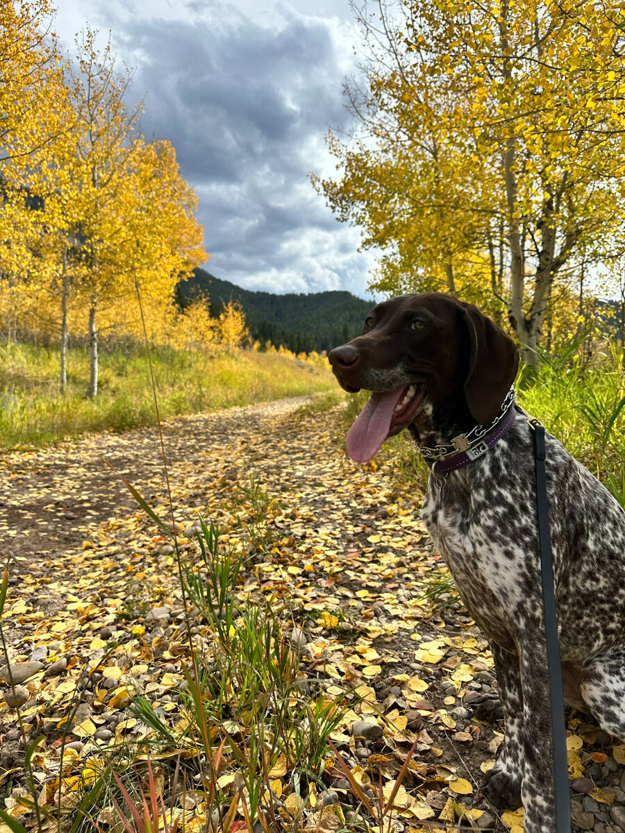 Happy dog in National Forest