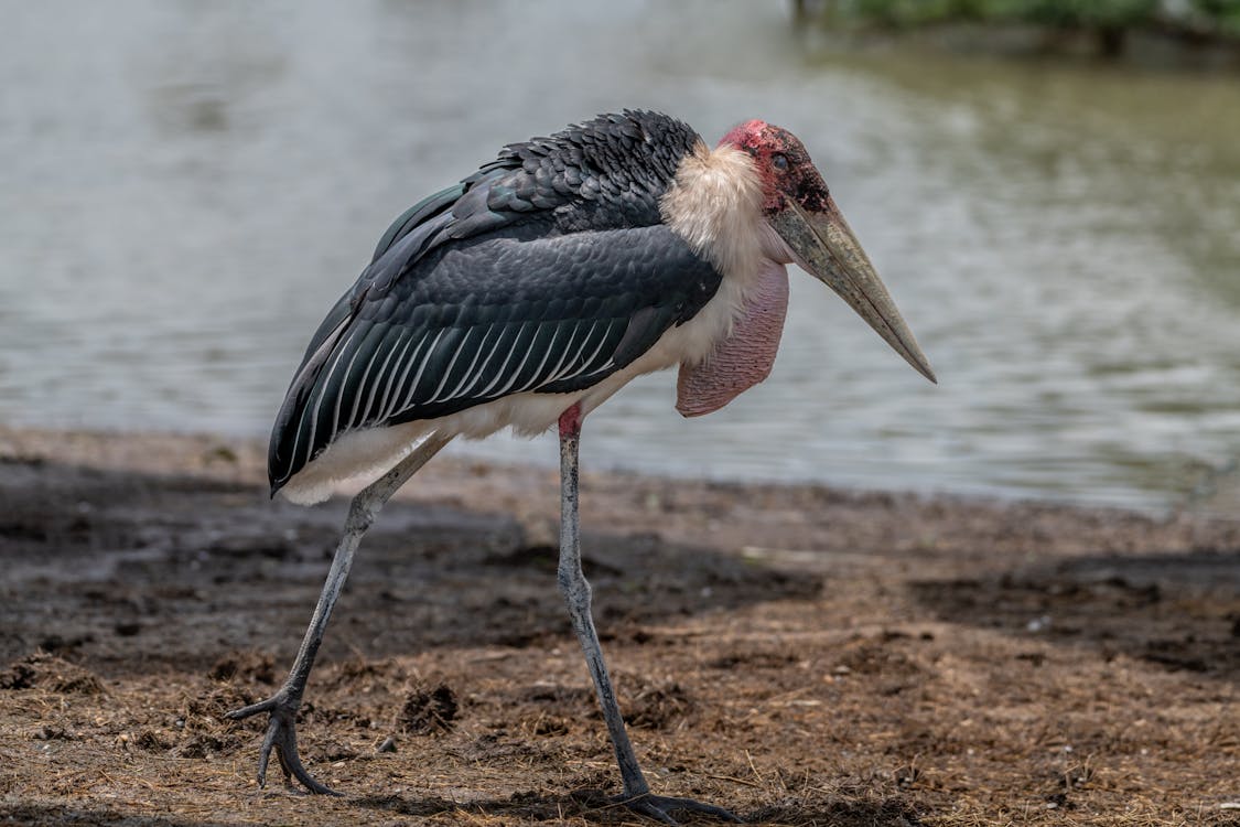 Birds and Heat