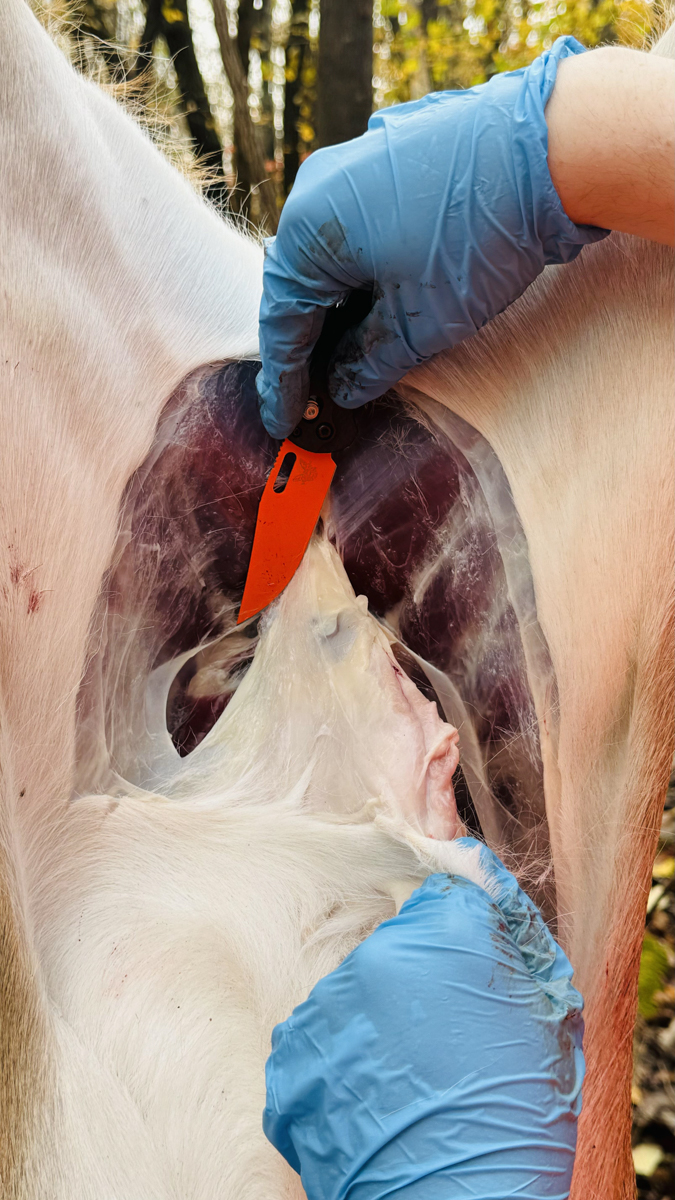 Man Using Hunting Knifes