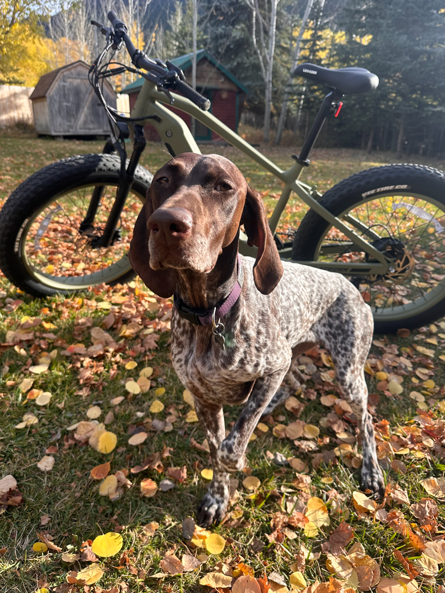 German Shorthair Pointer