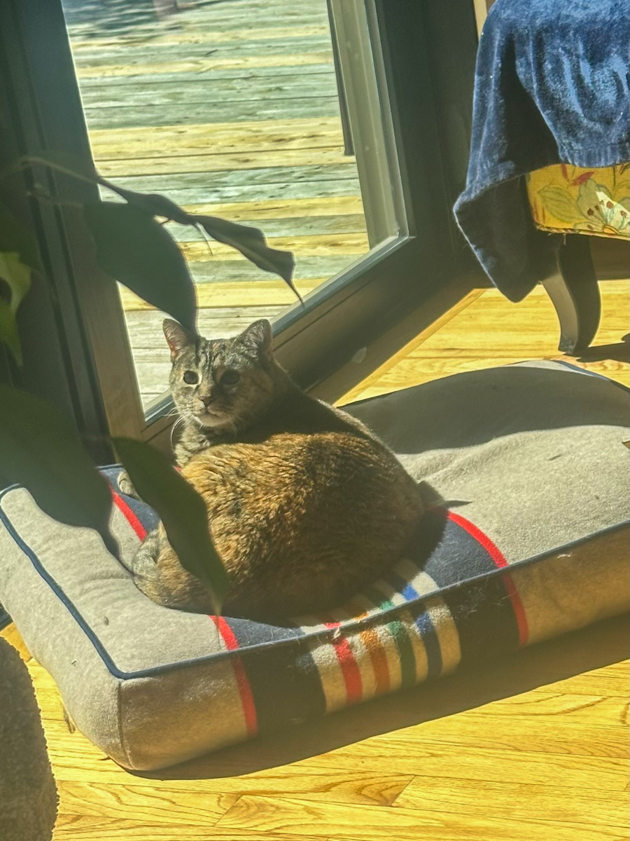 Pendleton Cat Bed