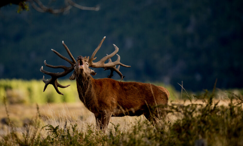 Red Stag Hunting
