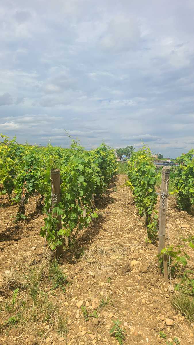 The rich vines in the Burgundy region